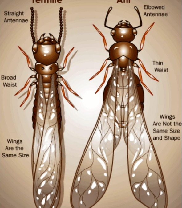 Ants vs Termites: The Unseen Battle in Your Backyard