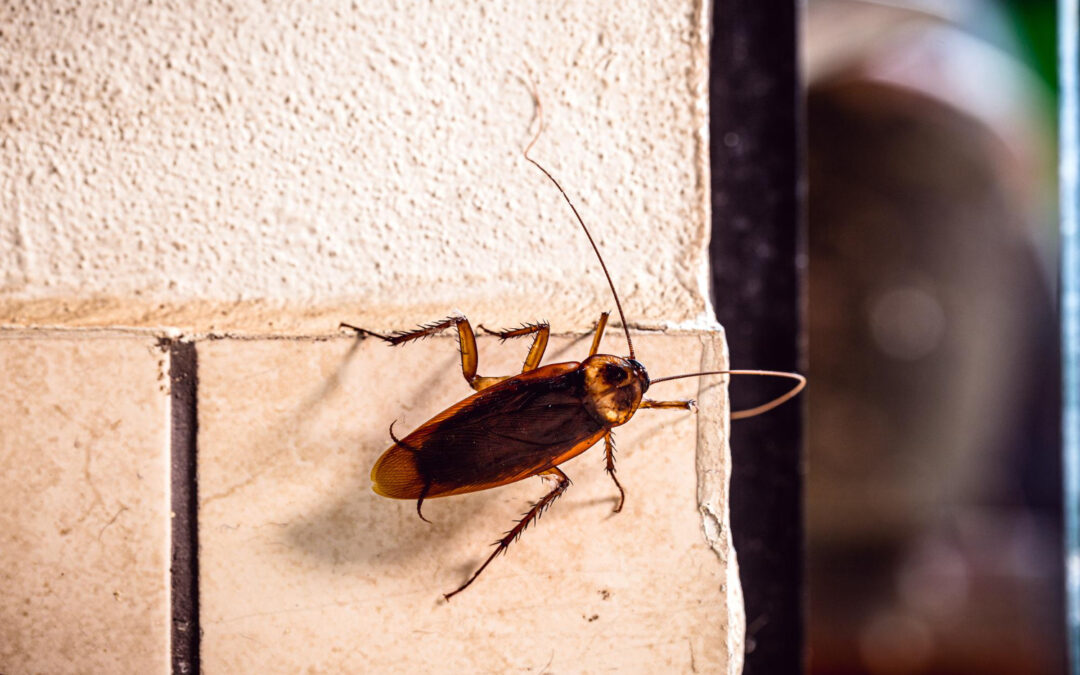 How to Spot Early Signs of a Cockroach Infestation and Take Action