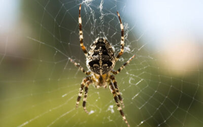 Why Spiders Can Bring Problems?
