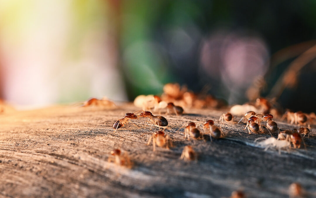 Debunking Myths About Termite Treatment