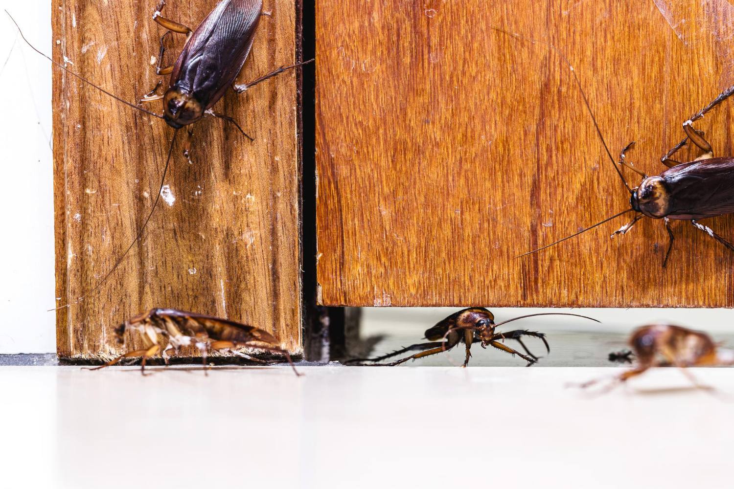 st roberts pest control Close-up of several cockroaches crawling under a wooden door and across a white floor.