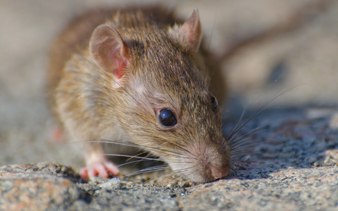 Steps in a Rodent Inspection Process