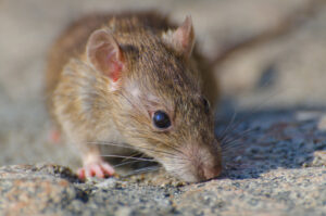 st roberts pest control Close-up of a brown rat with large black eyes and pink ears, sniffing the ground.