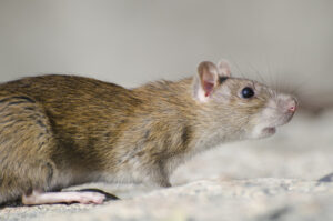 st roberts pest control Close-up of a brown rat with a greyish belly and whiskers, standing on a rocky surface, facing to the right.