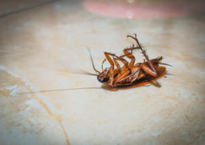 st roberts pest control A dead cockroach lying on its back on a tiled floor.