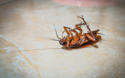 Understanding Roaches: Why You Should Act Fast