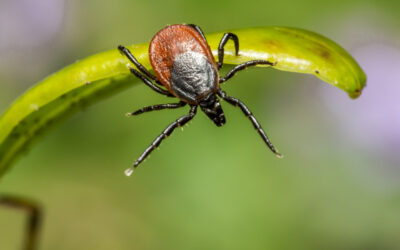 The Dangers of Ticks and How to Stay Protected