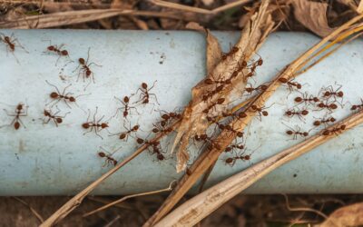 What is The Best Way to Prevent a Pest Infestation (7 Expert Tips)